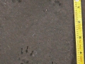 California Ground Squirrel Tracks