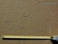 California Ground Squirrel Tracks