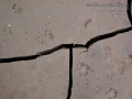 California Ground Squirrel Tracks