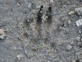 California Ground Squirrel Hind Track