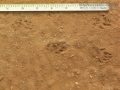 California Ground Squirrel Tracks