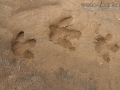 Capybara Tracks