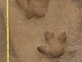Capybara Tracks