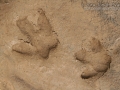 Capybara Tracks