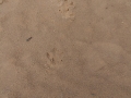 Capybara Tracks