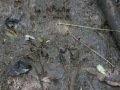 Central American Agouti Tracks