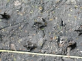Central American Agouti Tracks