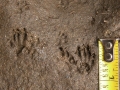 Chipmunk Tracks
