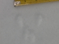 Chipmunk Tracks