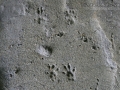 Eastern Chipmunk Tracks