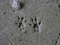 Eastern Chipmunk Tracks