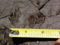 Chipmunk Tracks