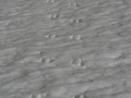 Chipmunk Tracks