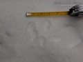 Chipmunk Tracks