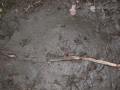 Chipmunk Tracks