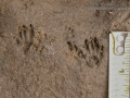Chipmunk Tracks