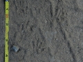 Chipmunk Tracks
