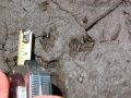 Chipmunk Tracks