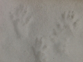 Douglas Squirrel Tracks
