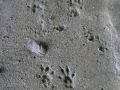 Eastern Chipmunk Tracks
