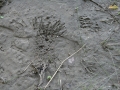 Eastern Gray Squirrel Buried Nut