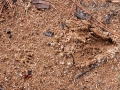 Eastern Gray Squirrel Sign