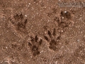 Eastern Gray Squirrel Tracks