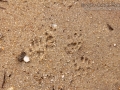 Eastern Gray Squirrel Tracks