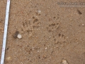 Eastern Gray Squirrel Tracks