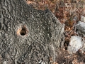 Fox Squirrel Hole