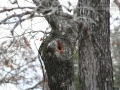 Fox Squirrel Hole