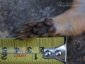 Fox Squirrel Right Front Foot