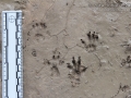 Fox Squirrel Tracks