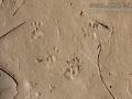 Fox Squirrel Tracks