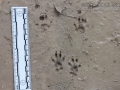 Fox Squirrel Tracks