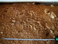 Groundhog-Tracks-(1)