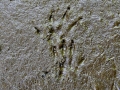 Groundhog Tracks