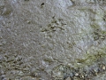 Groundhog Tracks
