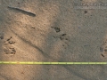 Groundhog Tracks