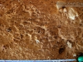 Groundhog Tracks