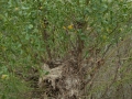 Harvest Mouse Sign