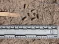 Hispid Cotton Rat Scat
