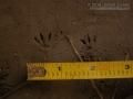 Hispid Cotton Rat Tracks