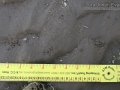 Hispid Cotton Rat Tracks