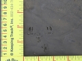 Hispid Cotton Rat Tracks