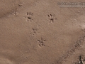 Hispid Cotton Rat Tracks
