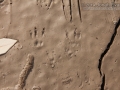 Hispid Cotton Rat Tracks