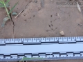 Hispid Cotton Rat Tracks