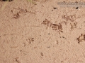 Hispid Cotton Rat Tracks