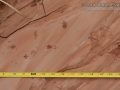 Hispid Cotton Rat Tracks